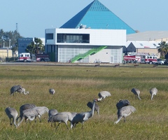 Sandhill Cranes